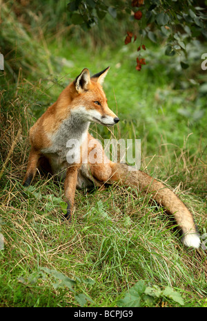 Fox (Vulpes vulpes) reposant sur une banque d'herbe Banque D'Images