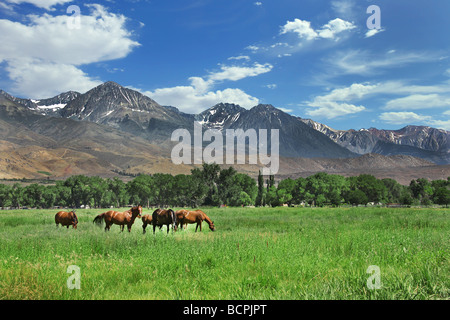 Brown Chevaux paissant dans les prairies de montagne à l'extérieur Banque D'Images