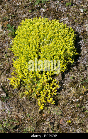 Biting Stonecrop aka tapis mur d'Or, le poivre et l'or Moss, Sedum acre, Crassulaceae, poussant sur la masse des déchets Banque D'Images