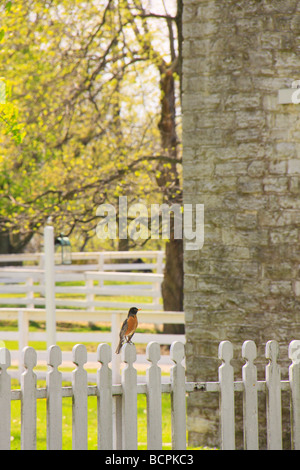 Robin perché sur clôture à Shaker Village de Pleasant Hill, Kentucky Harrodsburg Banque D'Images