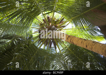 Cocotier Cocos nucifera arbre avec de la roche granitique sur La Digue, Seychelles en mai. Banque D'Images