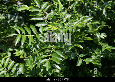 Frêne ou frêne commun, Fraxinus excelsior, Oleaceae Banque D'Images