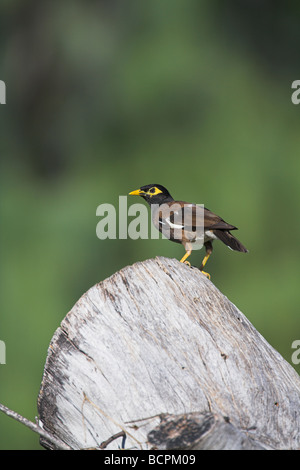Acridotheres tristis Mynah commune perchée sur dead tree stump sur Bird Island, Seychelles en mai. Banque D'Images