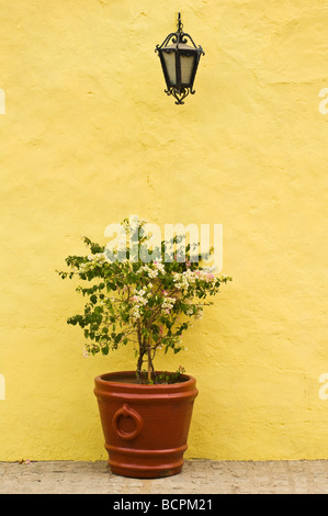 Usine de bougainvilliers et lampe mur jaune Cosalá Sinaloa Mexique Banque D'Images