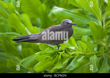 (Commun) Brown Noddy Anous stolidus perché en bush sur Bird Island, Seychelles en avril. Banque D'Images