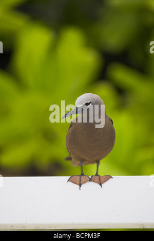 (Commun) Brown Noddy Anous stolidus perché sur banc en bois blanc sur Bird Island, Seychelles en avril. Banque D'Images
