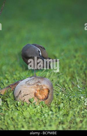 (Commun) Brown Noddy Anous stolidus perché sur la noix de coco et de l'éraflure sur Bird Island, Seychelles en mai. Banque D'Images