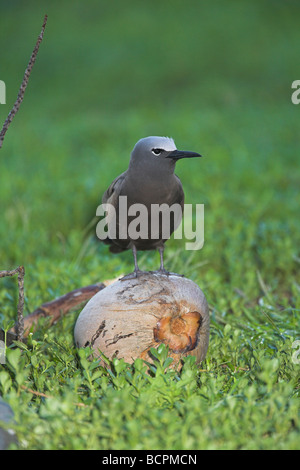 (Commun) Brown Noddy Anous stolidus perché sur la noix de coco sur Bird Island, Seychelles en mai. Banque D'Images