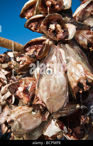 Têtes de morue Stockfish suspendre pour sécher à l'air froid de l'hiver, îles Lofoten, Norvège Banque D'Images