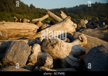 Bois flotté, Plage, falaises d'Or Prairie Creek Redwoods State Park, Californie Banque D'Images