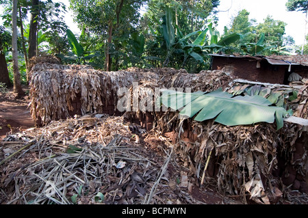 Fabriqué à la main en briques de boue sécher lentement dans des feuilles de bananier dans les régions rurales de l'Ouganda Banque D'Images