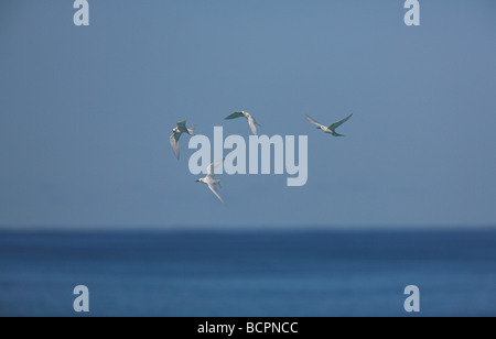 (Blanc) Fairy Tern Gygis alba groupe en vol au dessus de la mer sur l'île Bird, Seychelles en mai. Banque D'Images