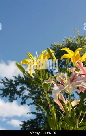 Fleurs de lilium rose sur fond naturel de ciel bleu de dessous l'angle bas gros plan photos éclairent la couleur couleur image fond d'écran fond d'écran haute résolution Banque D'Images