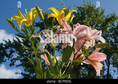 Fleurs de lilium rose sur fond naturel de ciel bleu de dessous l'angle bas gros plan photos éclairent la couleur couleur image fond d'écran fond d'écran haute résolution Banque D'Images