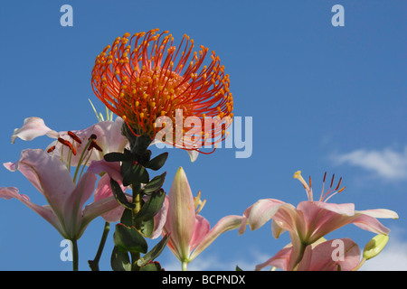 Orange Pinhion Protea bouquet de fleurs sur fond de ciel bleu gros plan gros plan de l'affichage étamen pollen vue avant personne haute résolution Banque D'Images