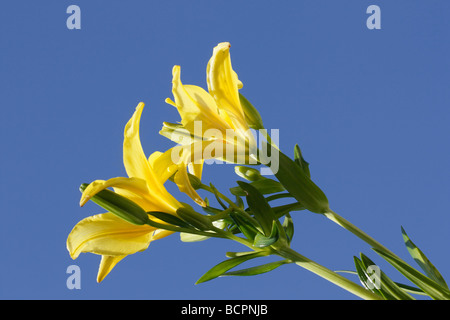 Jaune oriental Lilium belles fleurs sur fond naturel de ciel bleu d'en dessous des plantes couleur principale version dominante photo haute résolution Banque D'Images