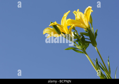 Jaune oriental Lilium fleurs à l'extérieur sur fond de ciel bleu angle bas de dessous la couleur principale plantes personne gros plan de photos image haute résolution Banque D'Images