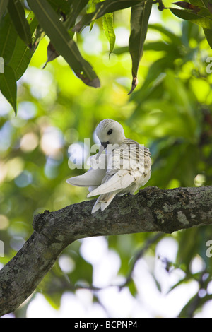 (Blanc) Fairy Tern Gygis alba juvenile lissage sur secteur, à l'hôtel Hilton, Mahé, Seychelles en mai. Banque D'Images