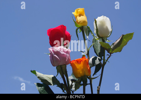 Beau bouquet coloré de roses nature morte de fleurs sur fond de ciel bleu angle bas d'en bas photos personne ne ferme aux États-Unis haute résolution Banque D'Images