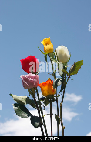 Beau bouquet coloré de roses natures mortes de fleurs sur fond de ciel bleu angle bas d'en bas photos personne ne ferme aux États-Unis vertical haute résolution Banque D'Images