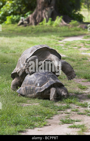 (Introduit) Tortue géante d'Aldabra Geochelone gigantea paire l'accouplement sur Bird Island, Seychelles en avril. Banque D'Images
