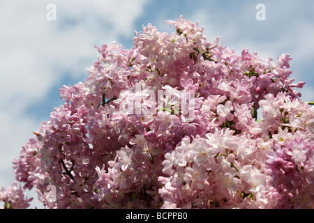 Lilas violet commun Syringa Valgaris arbre fleurit contre ciel bleu le printemps est arrivé enfin ici printemps saison fond horizontal haute résolution Banque D'Images