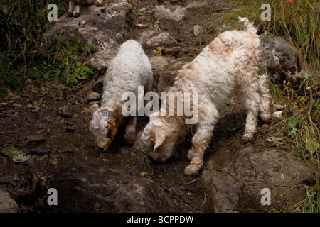 2 jeunes chèvres ( enfants ) de l'eau potable à partir d'un flux, sanctuaire de l'Annapurna, Népal Banque D'Images