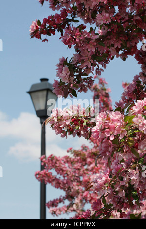 Floraison pleine rose Crabapple Tree Still Life of Crab Apple Flowers Full background Beautiful Malus Floribunda Blossoms Blossom Bloom photos haute résolution Banque D'Images