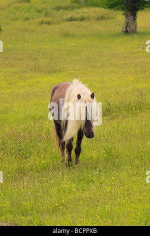 Cheval sauvage le long sentier des Appalaches Grayson Highlands State Park en Virginie Banque D'Images