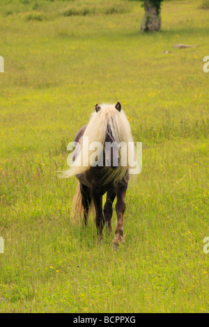 Cheval sauvage le long sentier des Appalaches Grayson Highlands State Park en Virginie Banque D'Images