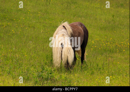 Cheval sauvage le long sentier des Appalaches Grayson Highlands State Park en Virginie Banque D'Images