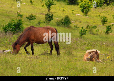 Wild horse et colt le long sentier des Appalaches Grayson Highlands State Park en Virginie Banque D'Images