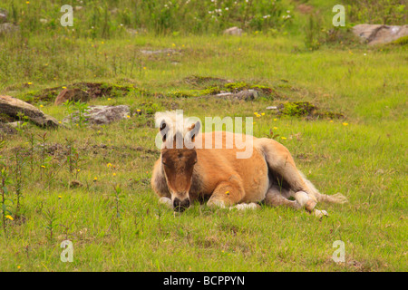 Colt sauvages le long sentier des Appalaches Grayson Highlands State Park en Virginie Banque D'Images