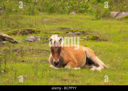 Colt sauvages le long sentier des Appalaches Grayson Highlands State Park en Virginie Banque D'Images