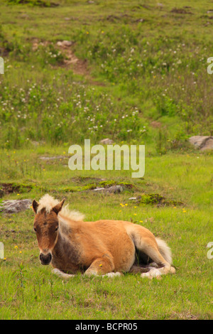 Colt sauvages le long sentier des Appalaches Grayson Highlands State Park en Virginie Banque D'Images