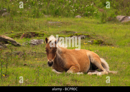 Colt sauvages le long sentier des Appalaches Grayson Highlands State Park en Virginie Banque D'Images