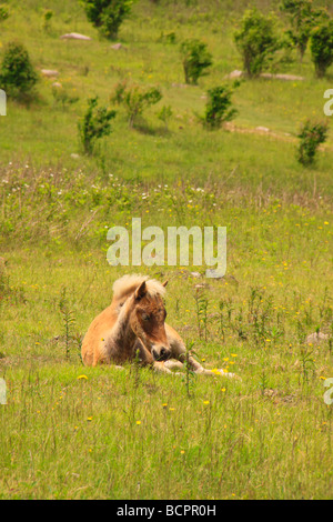 Colt sauvages le long sentier des Appalaches Grayson Highlands State Park en Virginie Banque D'Images