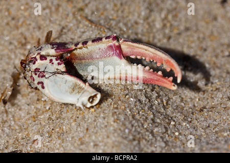 Griffe crabe sur la plage de Cape Cod, États-Unis Banque D'Images