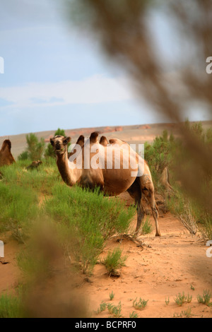 Le pâturage des chameaux dans le Gobi tree-saxaul forest, South Gobi, Mongolie Banque D'Images