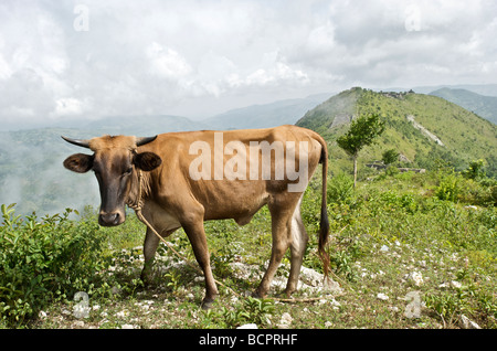 Un taureau se dresse au sommet du Bonnet a L'Eveque Mountain près de la citadelle de la ville de Milot, dans le nord d'Haïti le 23 juillet 2008. Banque D'Images