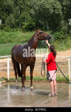 Se baigner et laver le marié s'occuper de leur cheval avant d'un événement équestre Banque D'Images