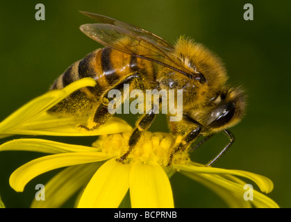 Gros plan sur une abeille sur une fleur Banque D'Images