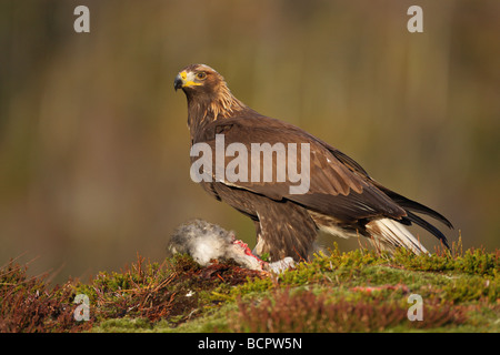Aigle royal Aquila chrysaetos debout sur un lièvre tuer à flanc de montagne en Norvège Banque D'Images