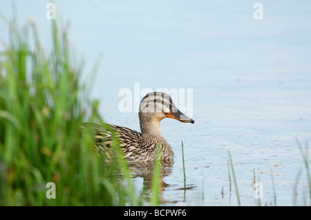 Canard colvert Anas platyrhynchos à Tweed River Kelso Frontières ...