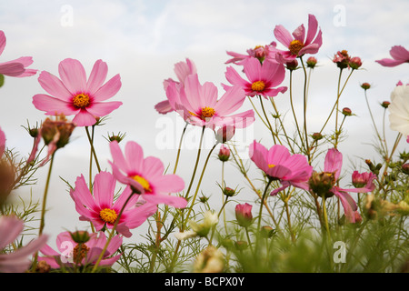 Cosmos bipinnatus rose, fond gris Banque D'Images