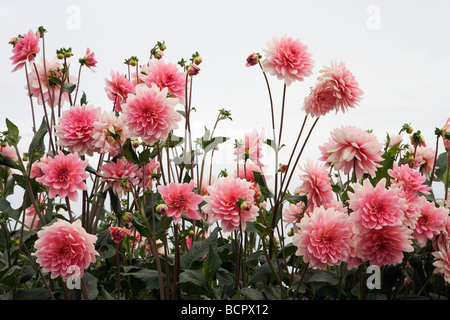 Dahlias rose sur fond blanc Banque D'Images