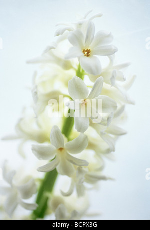 Hyacinthus - variété non identifié Hyacinth Banque D'Images