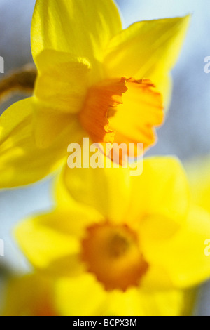 Narcissus 'Barrett Browning' Daffodil Banque D'Images