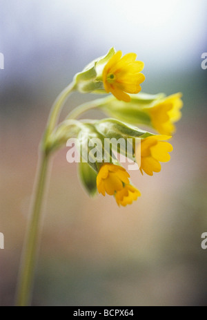 Primula veris coucou bleu Close-up de fleurs jaunes Banque D'Images