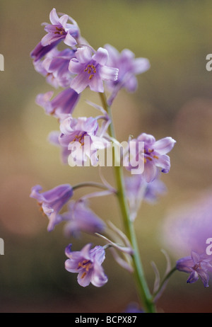 Hyacinthoides hispanica, Espagnol de bluebell, violet fleurs en forme de cloche sur une tige. Banque D'Images